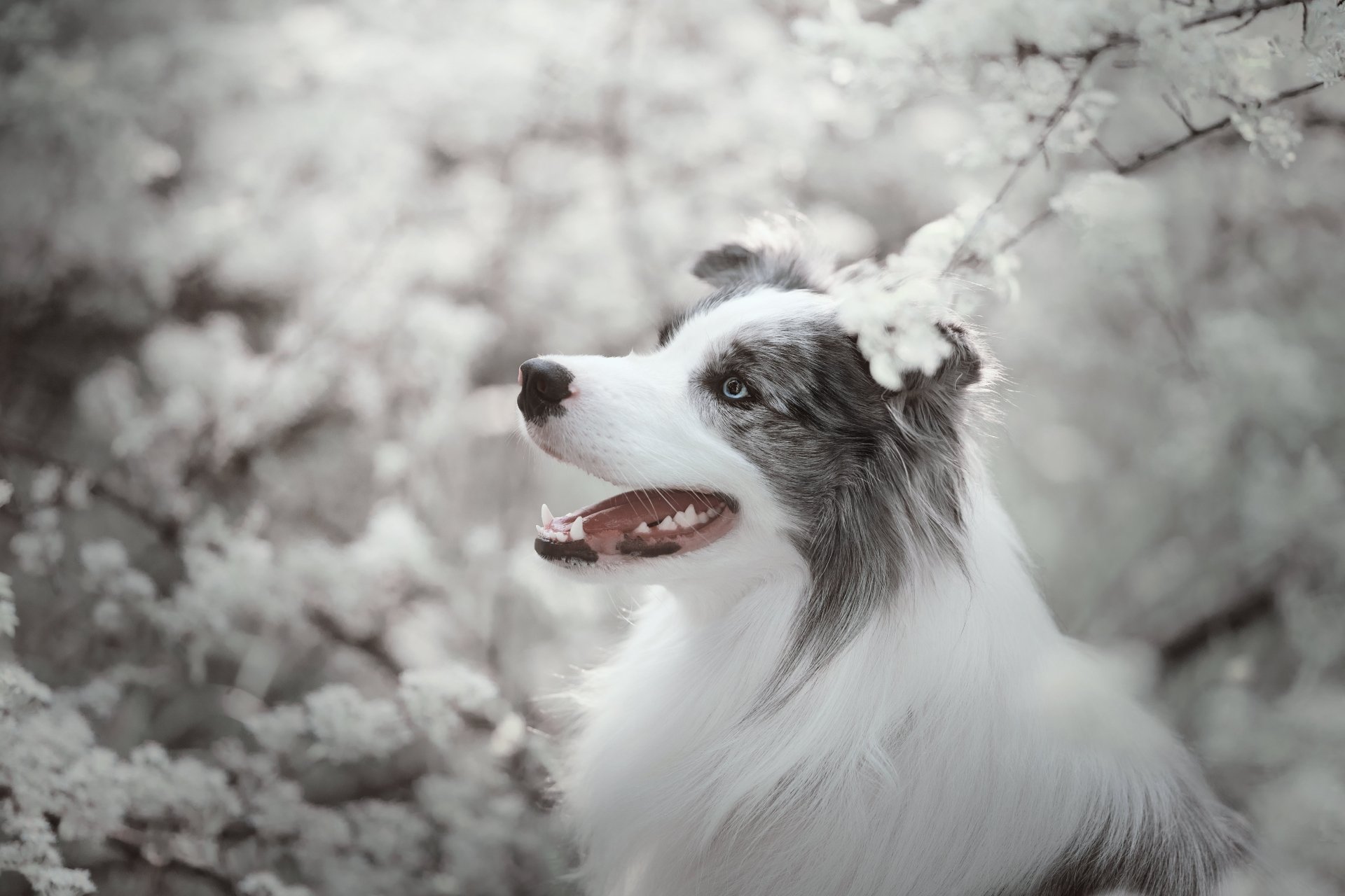 Download Animal Australian Shepherd 4k Ultra HD Wallpaper