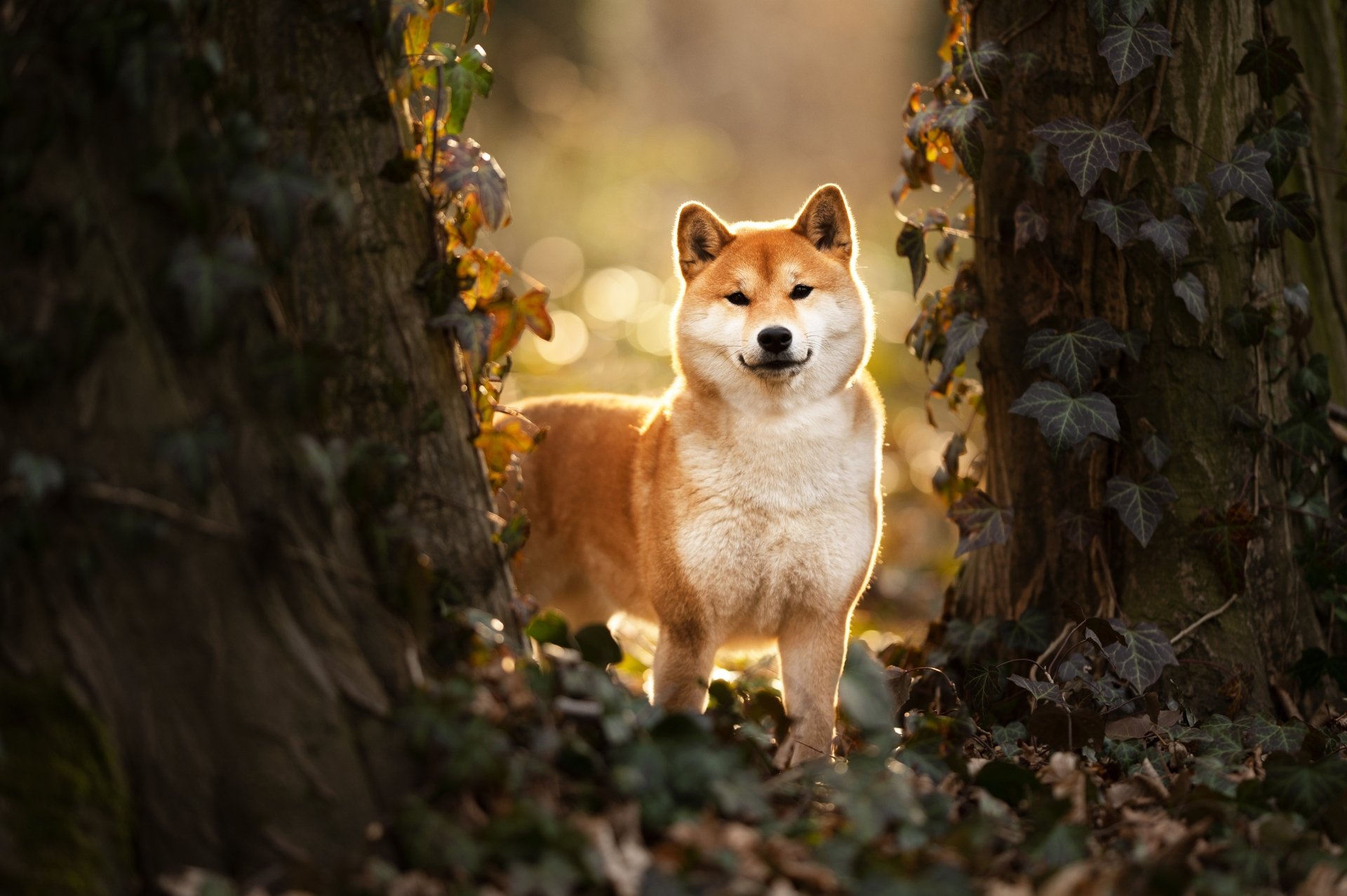 Shiba Inu 4K Beauty