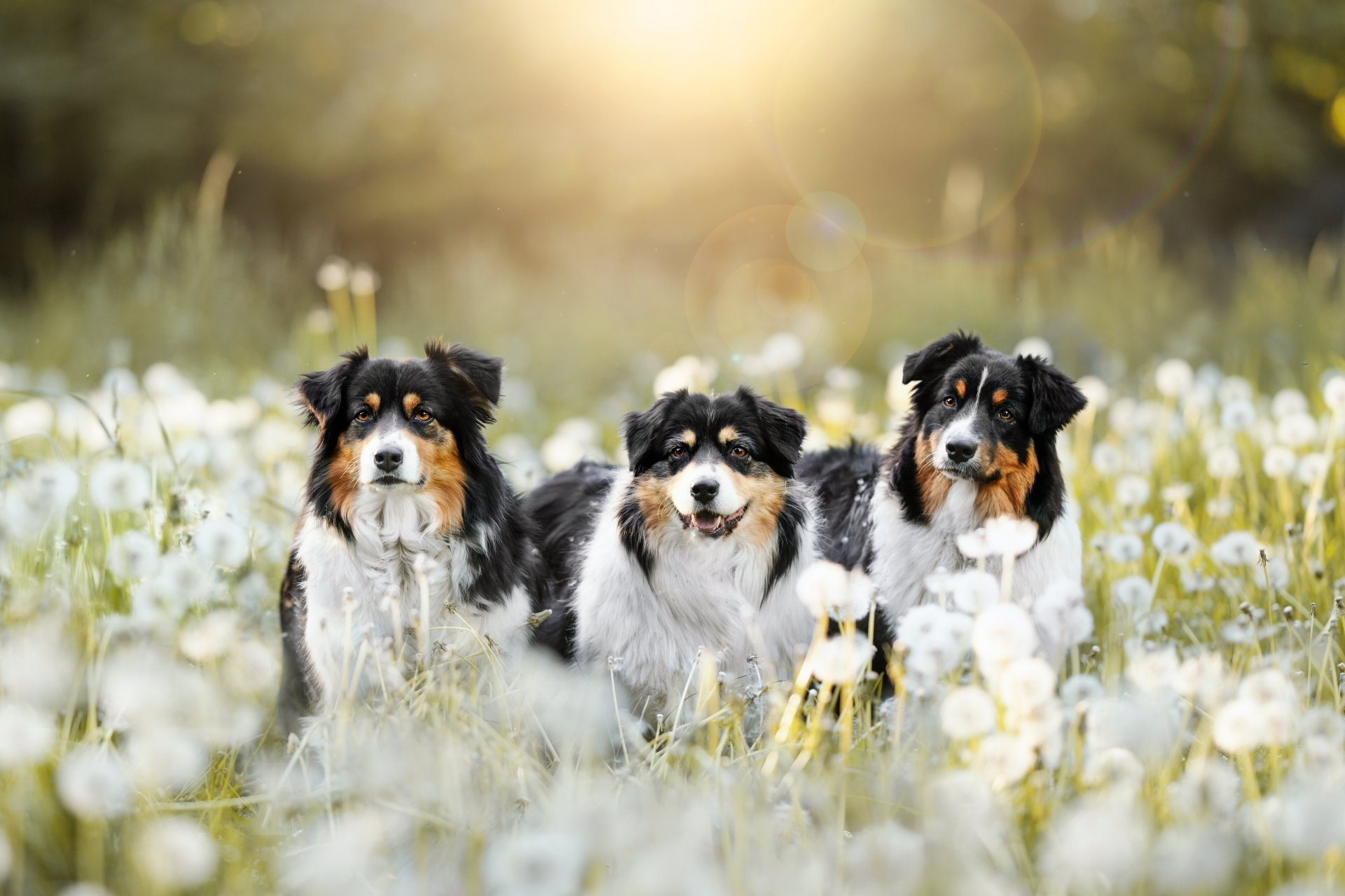 Download Dandelion Animal Australian Shepherd 4k Ultra HD Wallpaper