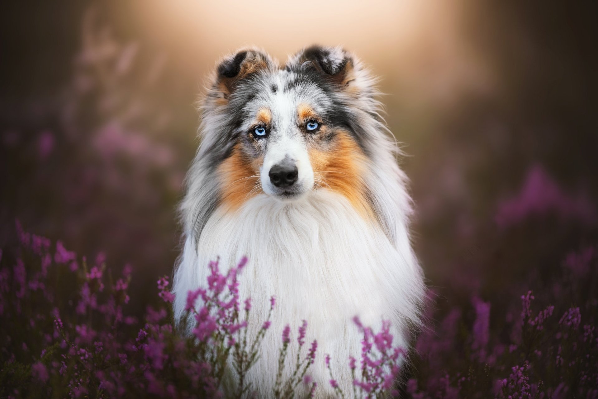 Download Animal Shetland Sheepdog HD Wallpaper