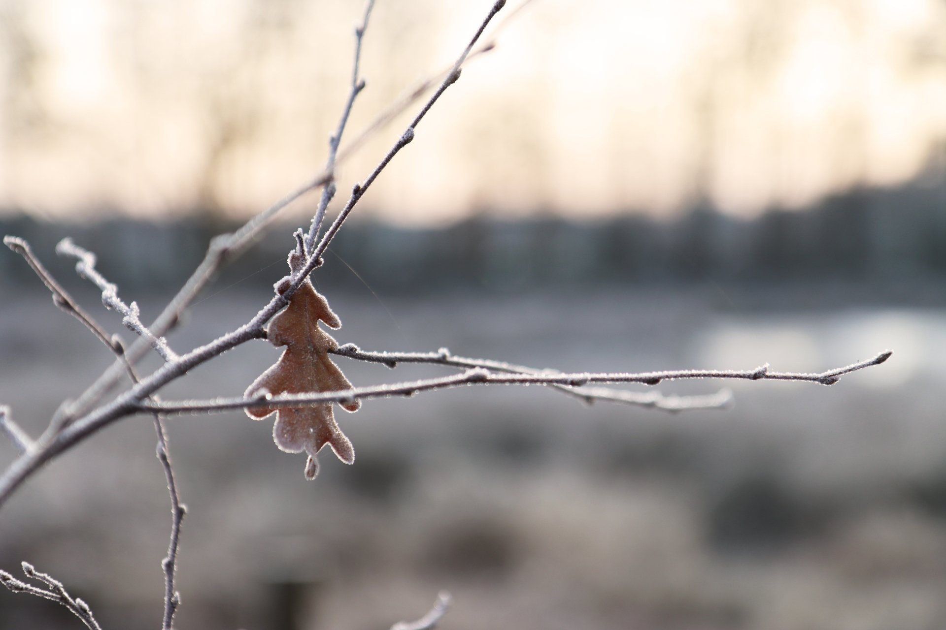 Download Freeze Cold Winter Photography Nature 4k Ultra HD Wallpaper by Tommyboy42