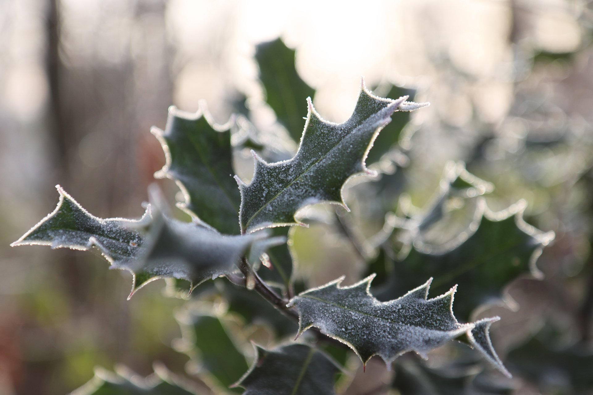 Download Freeze Winter Cold Photography Nature 4k Ultra HD Wallpaper by Tommyboy42