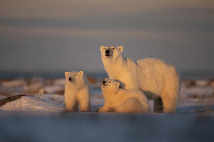 Animal polar bear HD Desktop Wallpaper | Background Image