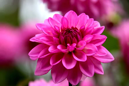 nature dahlia HD Desktop Wallpaper | Background Image