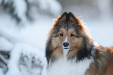 Animal shetland sheepdog HD Desktop Wallpaper | Background Image