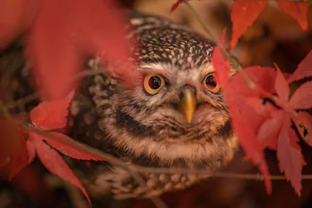 Animal owl HD Desktop Wallpaper | Background Image
