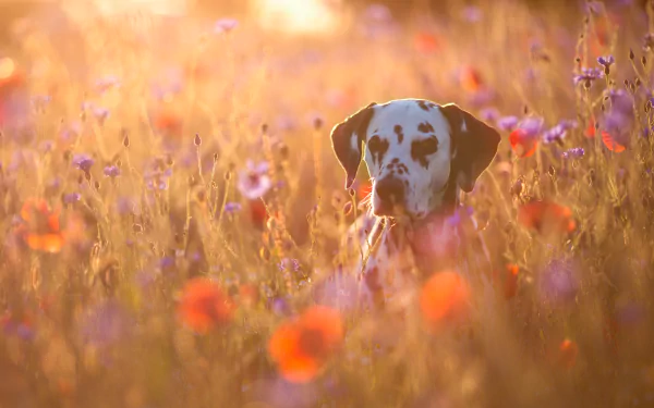 Animal dalmatian HD Desktop Wallpaper | Background Image