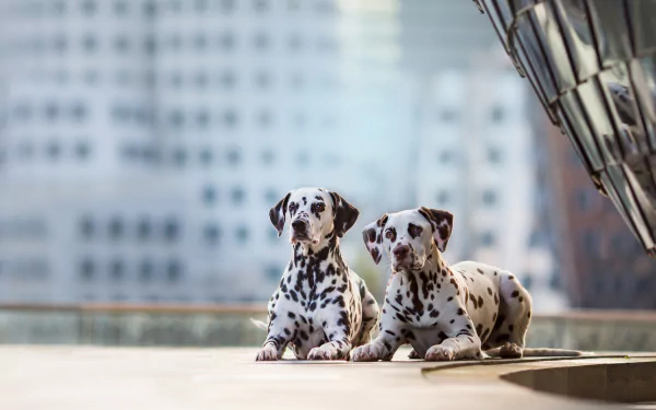 HD desktop wallpaper featuring two relaxed Dalmatian dogs against a blurred urban background.