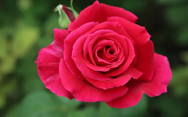 Vibrant red rose petals against a soft-focus nature backdrop, perfect for HD desktop wallpaper.