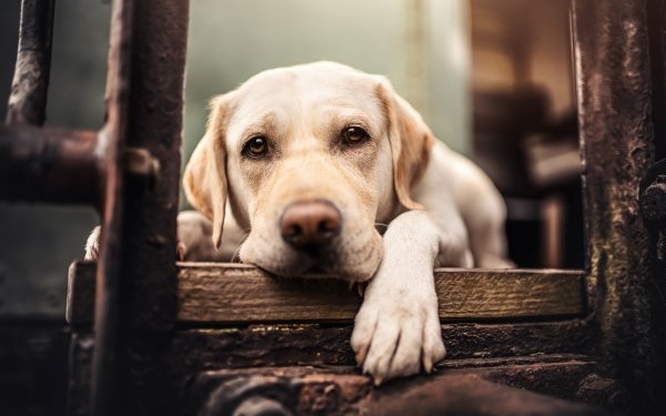 Animal Labrador Dogs HD Wallpaper | Background Image