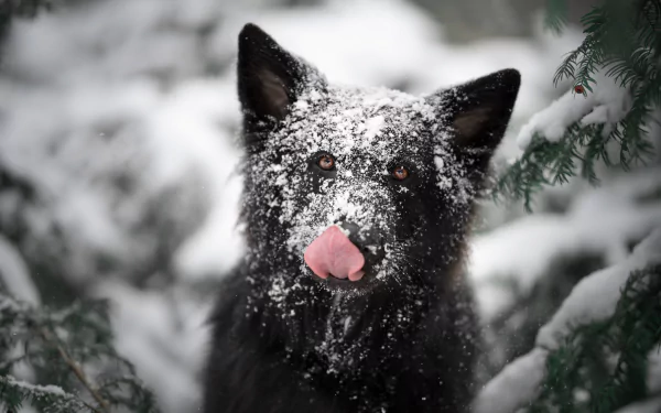 Animal german shepherd HD Desktop Wallpaper | Background Image