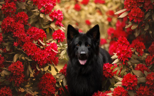 Animal german shepherd HD Desktop Wallpaper | Background Image