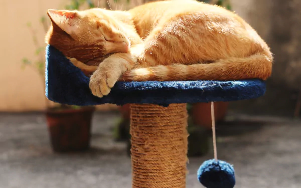sleeping Animal cat HD Desktop Wallpaper | Background Image