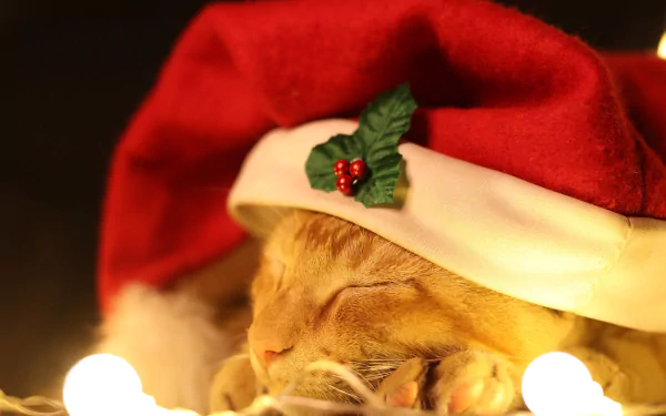 sleeping Animal cat HD Desktop Wallpaper | Background Image