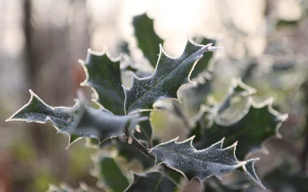 freeze winter cold photography nature HD Desktop Wallpaper | Background Image