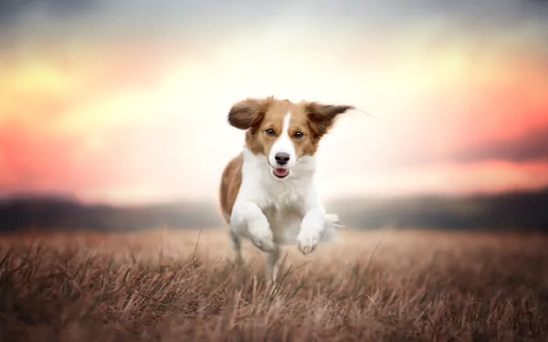 Animal Kooikerhondje HD Desktop Wallpaper | Background Image