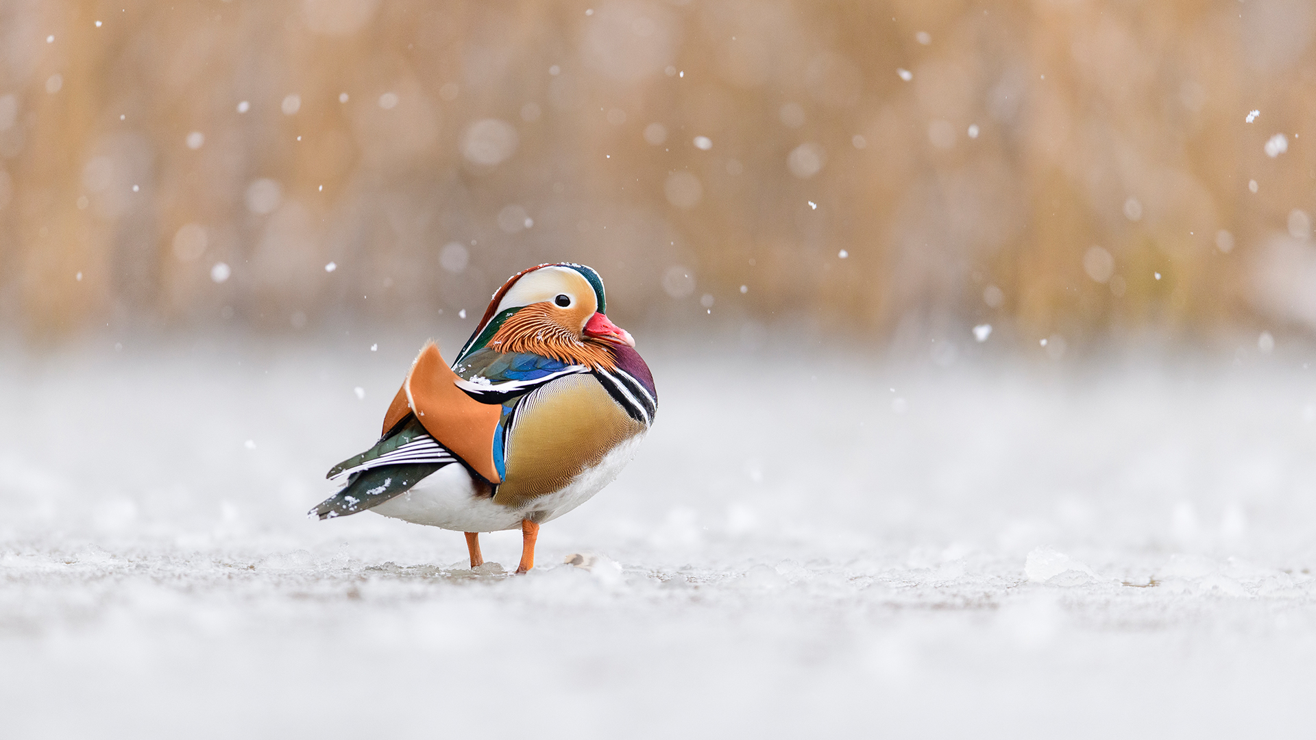 Mandarin duck, Richmond Park, London, England by Oscar Dewhurst
