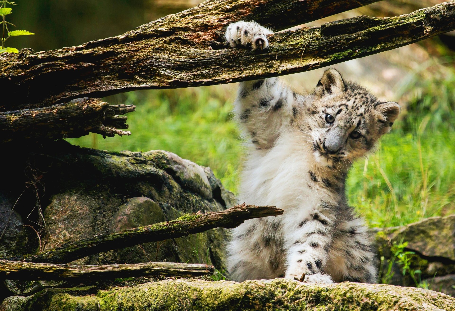 Download Animal Snow Leopard HD Wallpaper