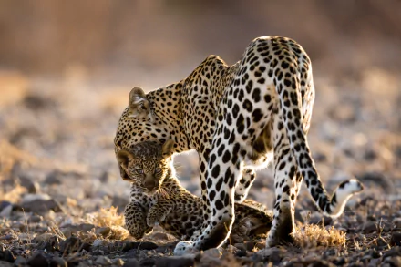cub Animal leopard HD Desktop Wallpaper | Background Image