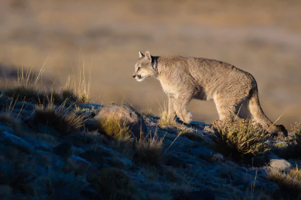 Cougar prowling over rocky highland at dawn with warm light and cool shadows — 4K Ultra HD PC desktop wallpaper and background.