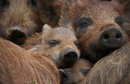 Animal boar HD Desktop Wallpaper | Background Image