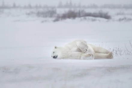 Animal polar bear HD Desktop Wallpaper | Background Image