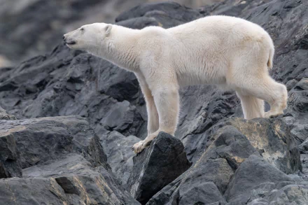Animal polar bear HD Desktop Wallpaper | Background Image