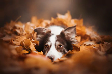 Animal border collie HD Desktop Wallpaper | Background Image