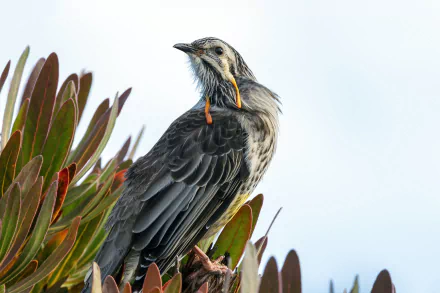  Yellow Wattlebird (anthochaera paradoxa) by David Clode