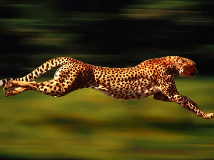 A majestic cheetah leaps gracefully, showcasing its speed and agility against a blurred green background, creating a dynamic and captivating HD desktop wallpaper.