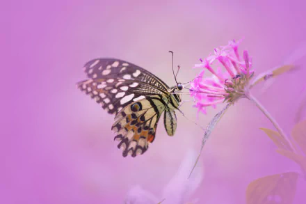 Animal butterfly HD Desktop Wallpaper | Background Image