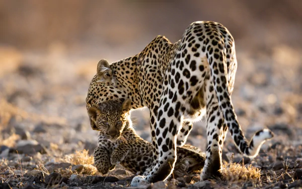 Majestic leopard cub against a stunning, high-definition background, perfect for a desktop wallpaper.