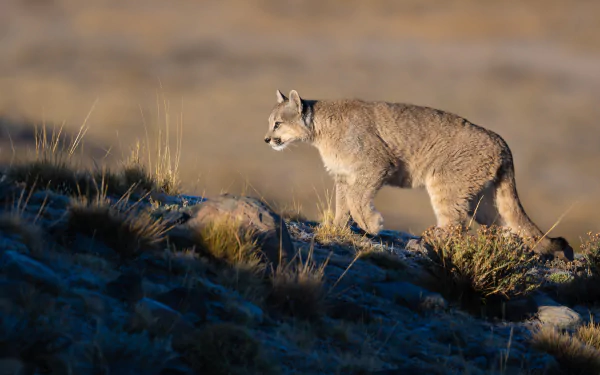 Animal cougar HD Desktop Wallpaper | Background Image