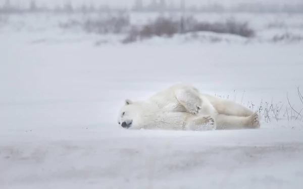 A stunning polar bear basking in its natural habitat against a picturesque Arctic landscape, perfect for an HD desktop wallpaper.