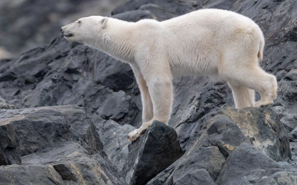 Majestic polar bear standing on snowy landscape, high-definition desktop wallpaper and background.