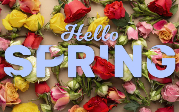 Artistic 4K Ultra HD desktop wallpaper featuring vibrant red, yellow, and pink roses with “Hello Spring” text, capturing the freshness and beauty of the spring season.