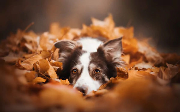 Animal border collie HD Desktop Wallpaper | Background Image