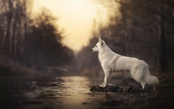 Animal swiss shepherd HD Desktop Wallpaper | Background Image