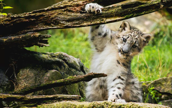 Animal snow leopard HD Desktop Wallpaper | Background Image