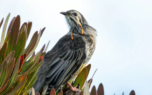  Yellow Wattlebird (anthochaera paradoxa) by David Clode
