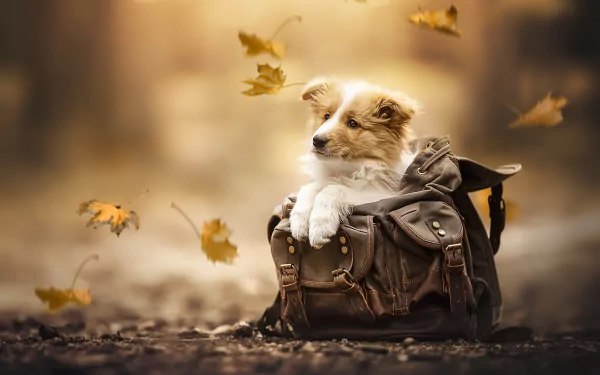 A cute puppy rests in a bag surrounded by falling leaves, creating a serene autumn scene. This HD image makes an adorable desktop wallpaper or background.