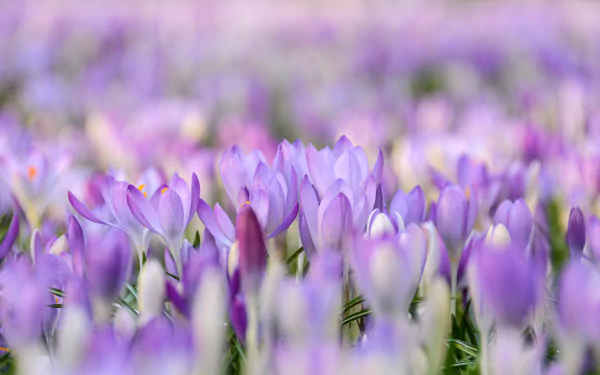 Vibrant purple crocus flowers blooming in lush nature, a stunning HD desktop wallpaper and background.