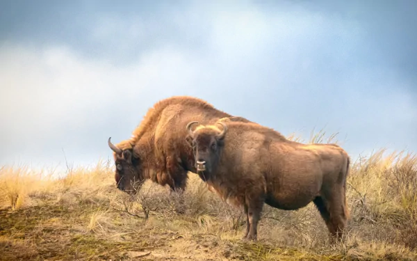 Majestic American bison in the wild, captured in exquisite detail on a HD desktop wallpaper.