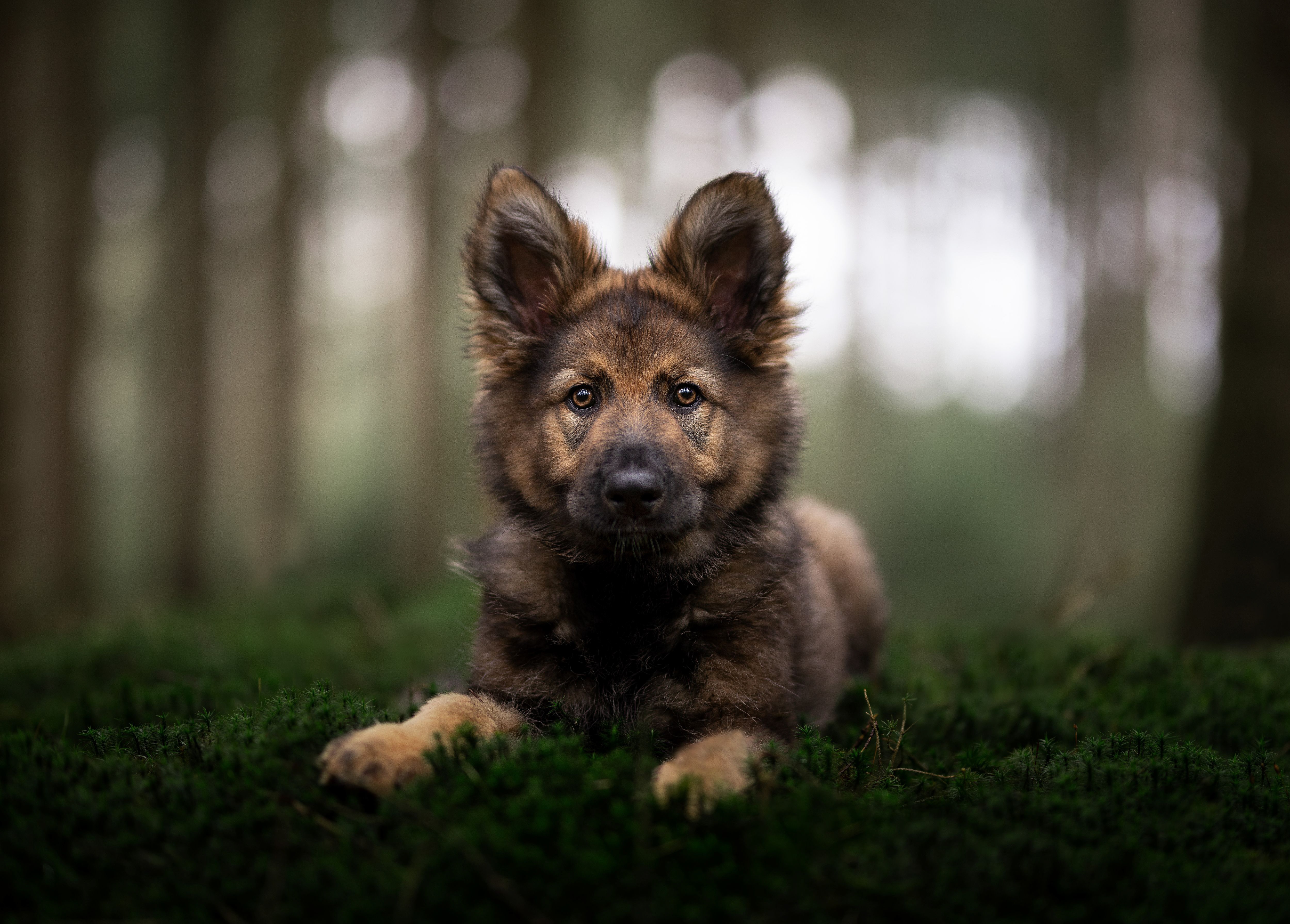 German shepherd HD wallpapers  Pxfuel