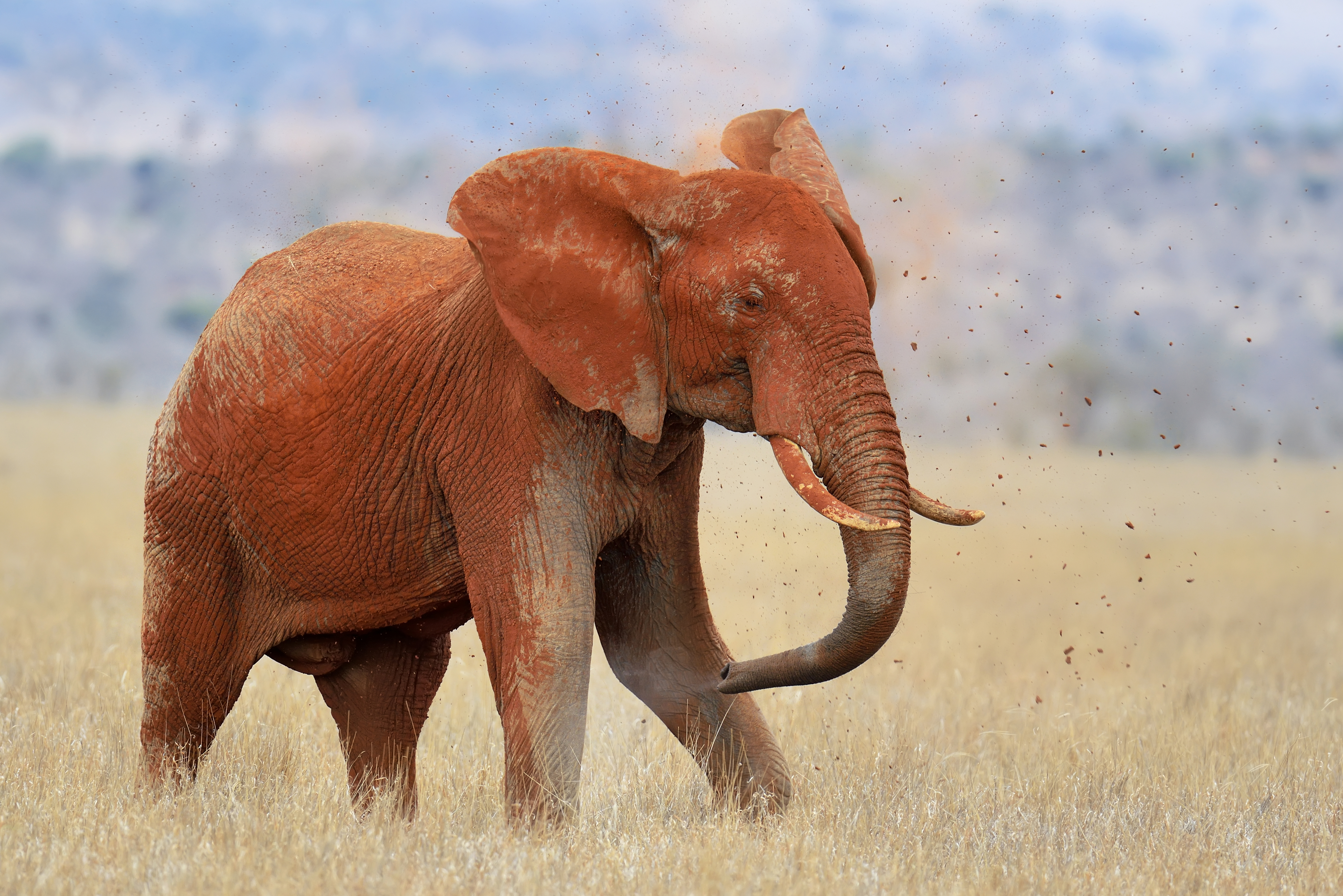 Muddy elephant in Tsavo East National Park by Byrdyak