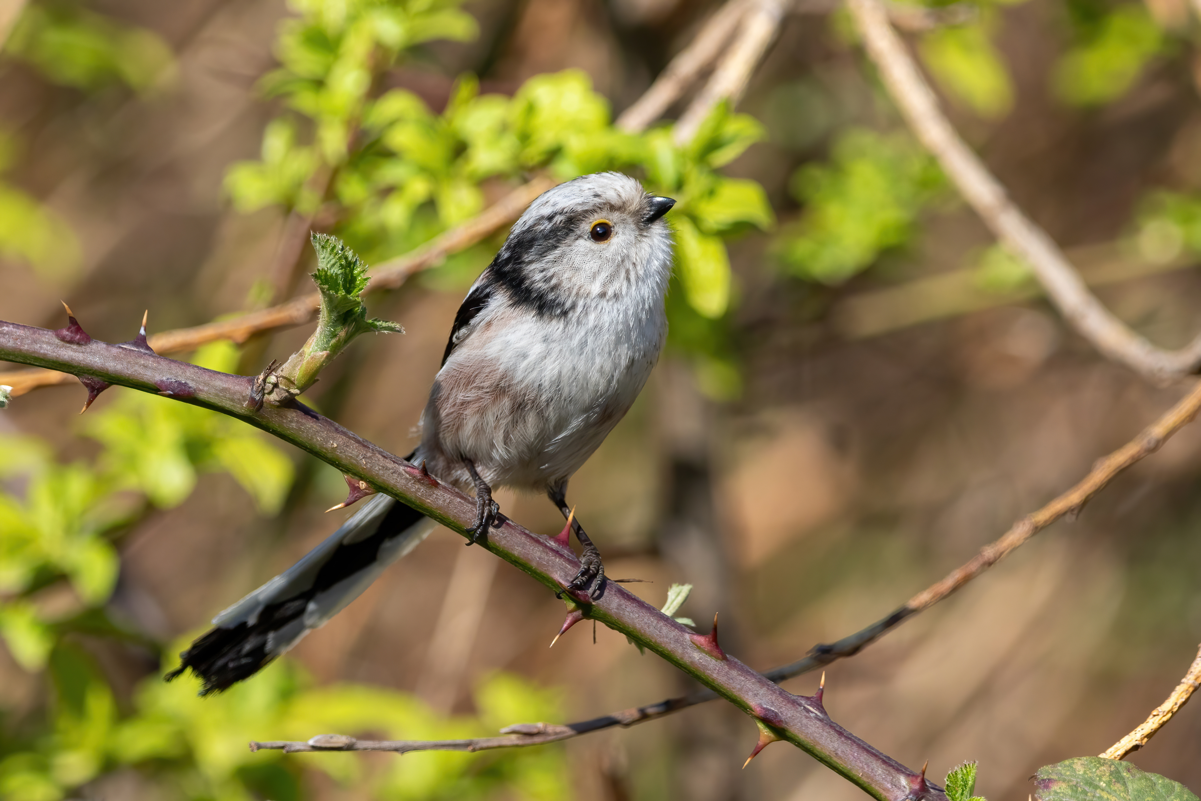 Long-tailed tit (Aegithalos caudatus) perched on brambles in Gennevilliers, France by Alexis Lours