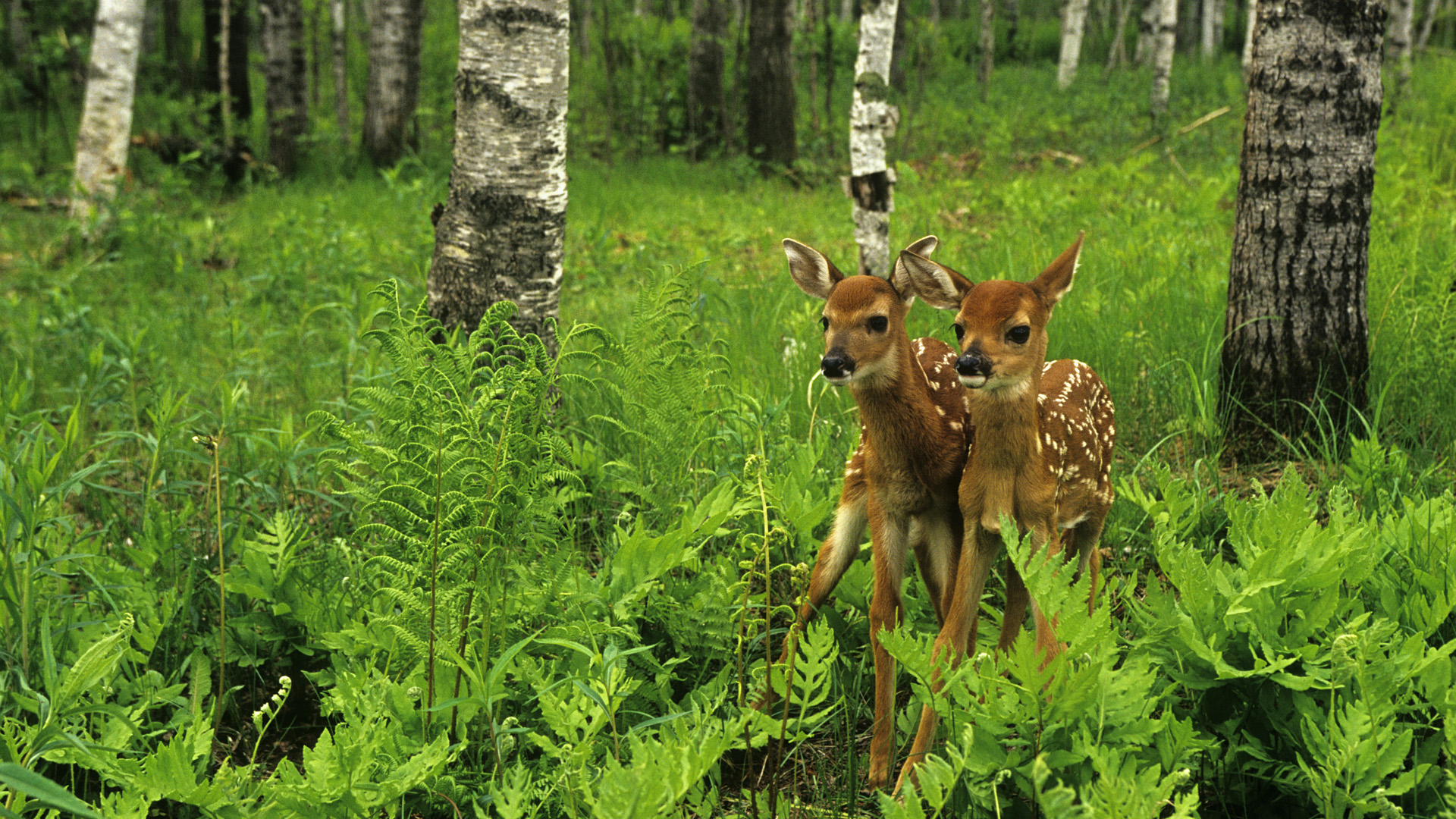 Animal Deer HD Wallpaper | Background Image