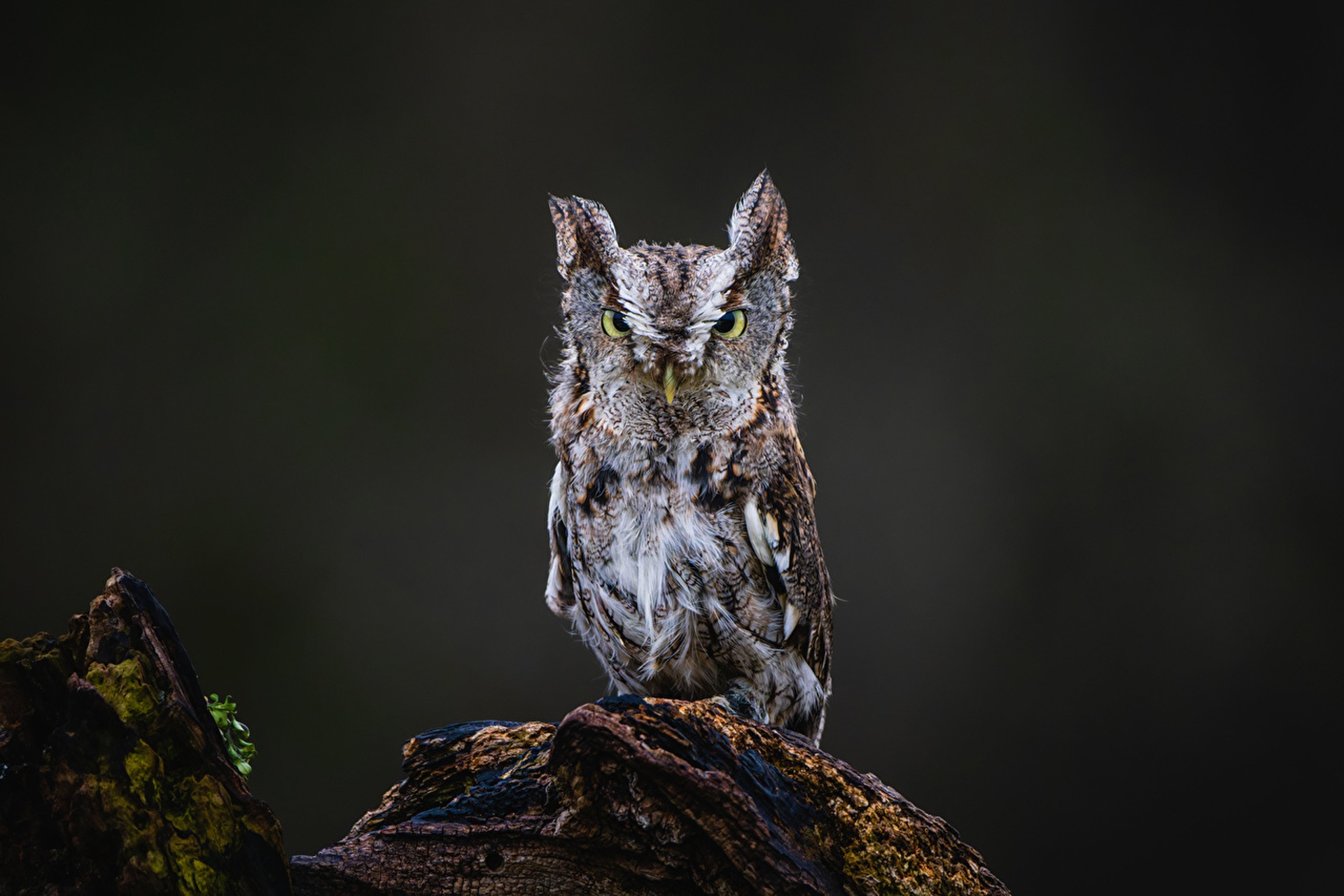 1200 Owl Hd Wallpapers And Backgrounds – NBKomputer