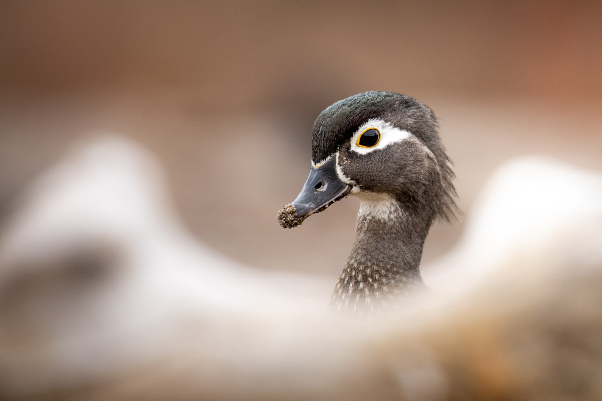 Download Animal Wood Duck 4k Ultra HD Wallpaper by Jeremy Hynes