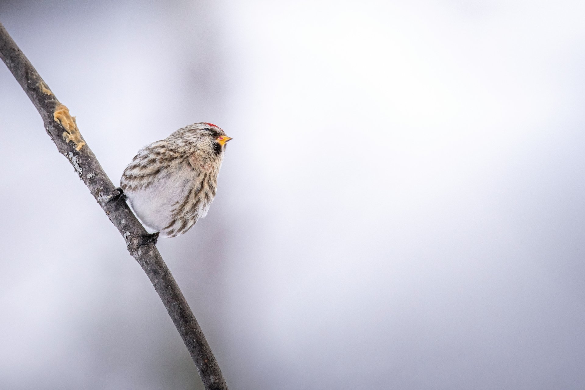 Common Redpoll 4K HD Wallpaper - Download Now by Jeremy Hynes